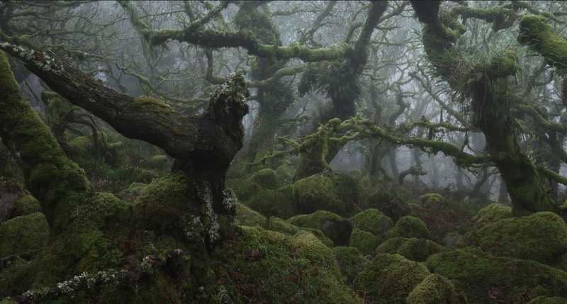 Мистический лес из Властелина колец