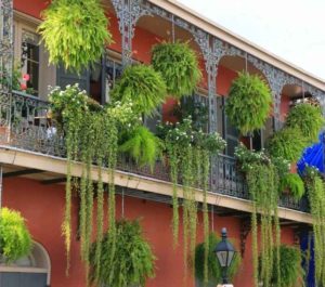 Вертикальное озеленение балконов